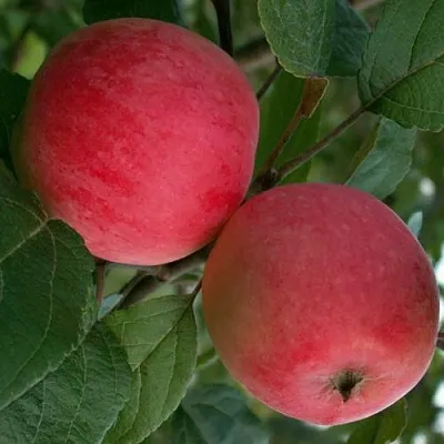 Яблоня СУЙСЛЕПСКОЕ (МАЛИНОВКА) в Минске