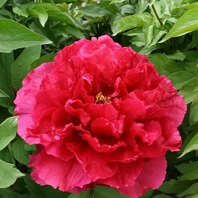 Пион АРОМАТНОЕ ВОСПОМИНАНИЕ древовидный в Минске