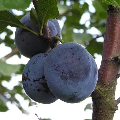 Слива ВЕНГЕРКА БЕЛОРУССКАЯ в Минске