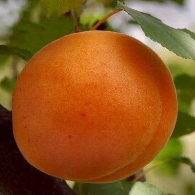 Абрикос ОЛИМП  Абрикос ОЛИМП в Минске