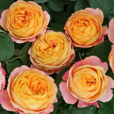 Роза БЕБИ РОМАНТИКА миниатюрная в Минске