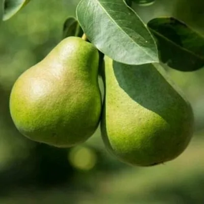 Груша Г-1 колонновидная  Груша Г-1 колонновидная в Минске