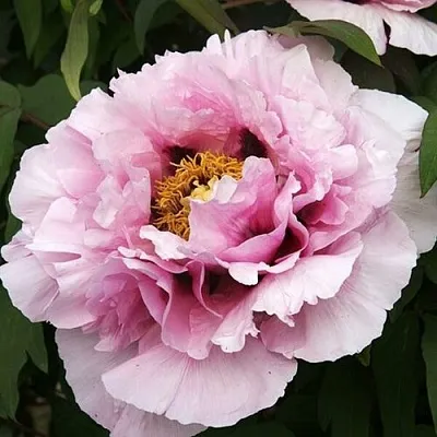 Пион РОЗОВАЯ РЕКА древовидный в Минске