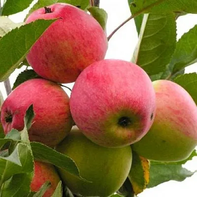 Яблоня МЕЧТА в Минске