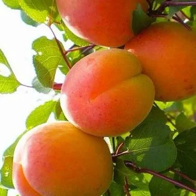 Абрикос КРЫМСКИЙ АМУР  Абрикос КРЫМСКИЙ АМУР в Минске