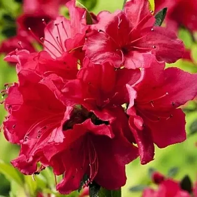 Азалия АРАБЕСК японская в Минске