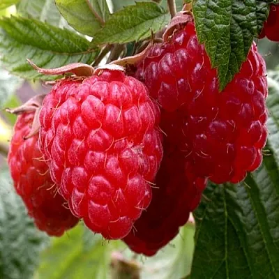 Малина КВЕЛЛИ  Малина КВЕЛЛИ в Минске