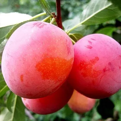 Слива КОМЕТА в Минске