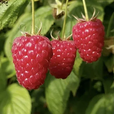 Малина МАПЕМА  Малина МАПЕМА в Минске