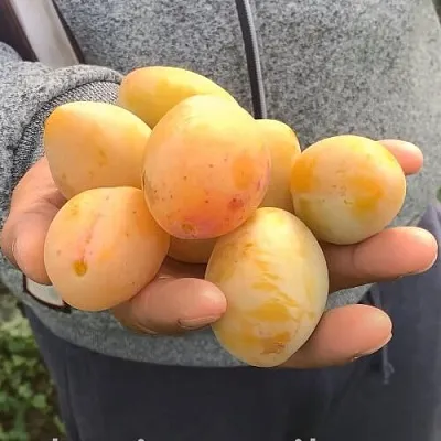 Слива ЯХОНТОВАЯ в Минске