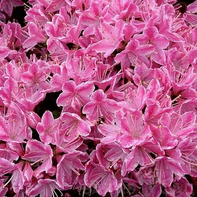 Азалия КЕРМЕСИНА РОУЗ японская в Минске