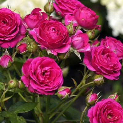 Роза БЕБИ КРИМСОН миниатюрная в Минске