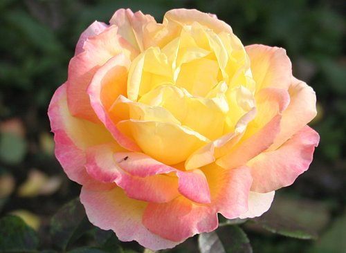 Путеводитель по чайно-гибридным розам: Выберите лучшие сорта среди многообразия цветов и ароматов!
