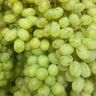 Зеленый в Минске