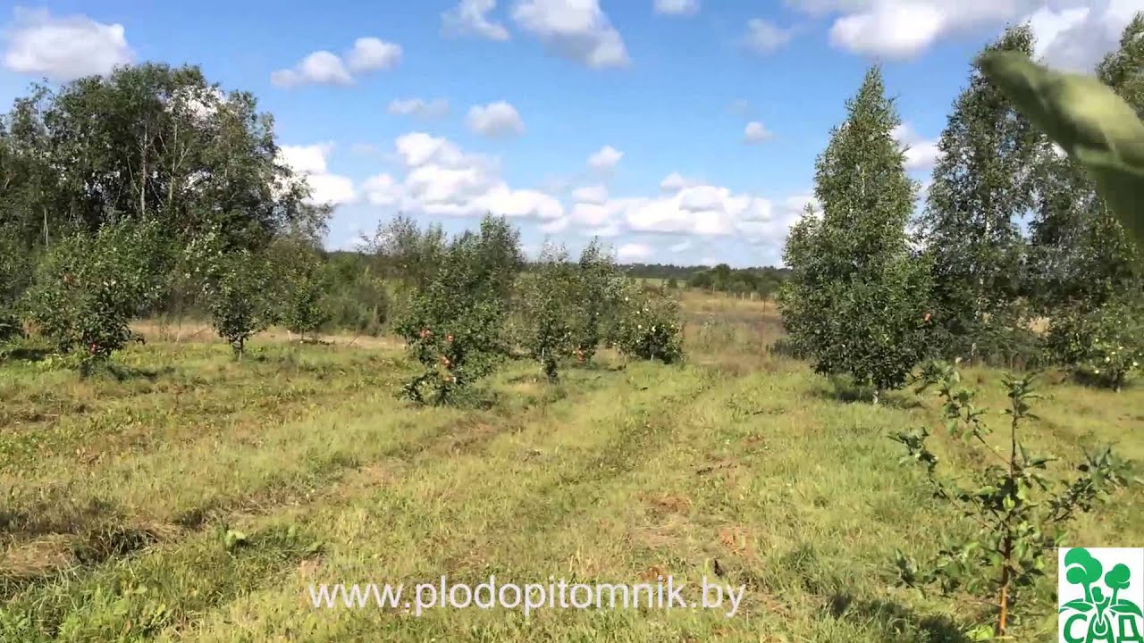 Превью видео