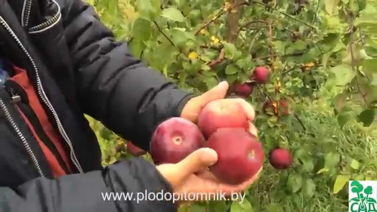 Превью видео