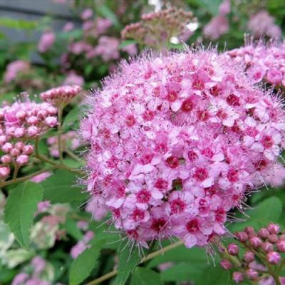 Розовая в Минске