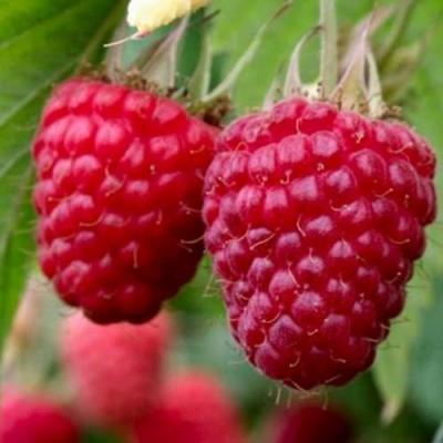 Средняя в Минске