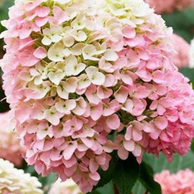 Низкорослые (карликовые) в Минске