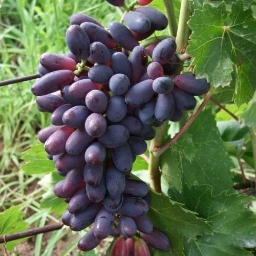 Виноград КИШМИШ ЯСЯ в Минске