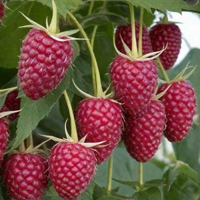 Высокая в Минске