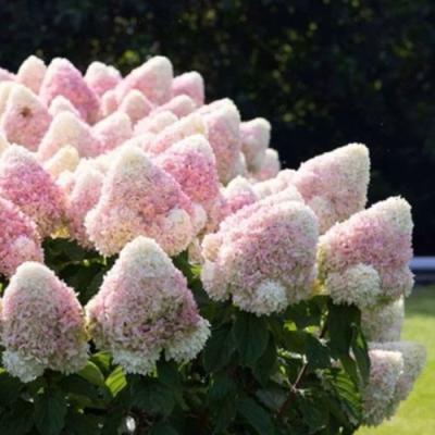 Бело-розовая в Минске