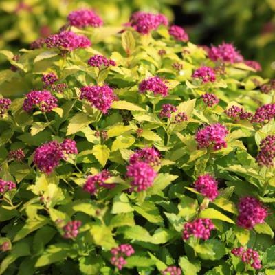 Японская в Минске