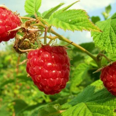 Бесшипная в Минске