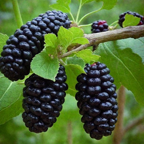 Шелковица плакучая в Минске