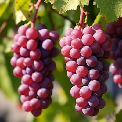 Фиолетовый в Минске