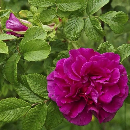 Шиповник ХАНСА в Минске