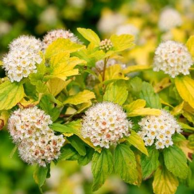 Желтый в Минске