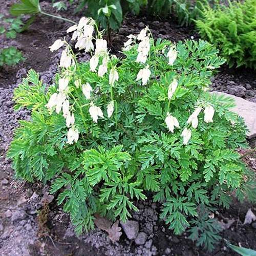 Дицентра красивая АВРОРА в Минске