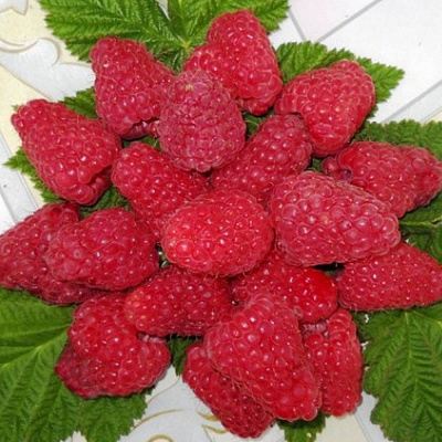 Сладкая в Минске