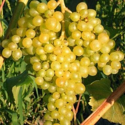 Желтый в Минске