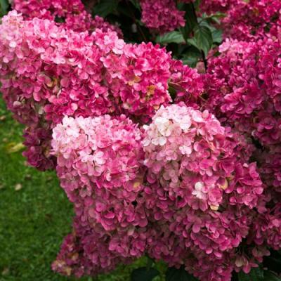 Фрайз в Минске