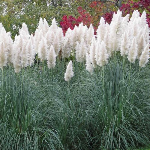 Кортадерия белая (пампасная трава) в Минске