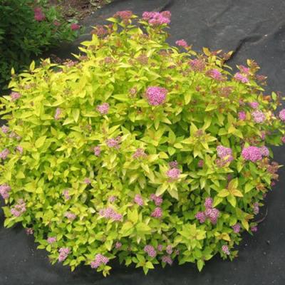 Голден в Минске