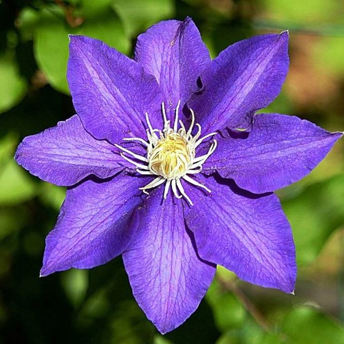 Клематис ЗЕ ПРЕЗИДЕНТ в Минске