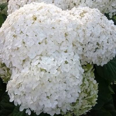 Белая в Минске