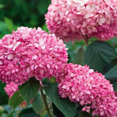 Розовая в Минске