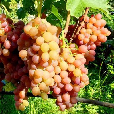 Сладкий в Минске