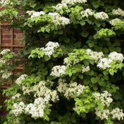 Черешковая в Минске