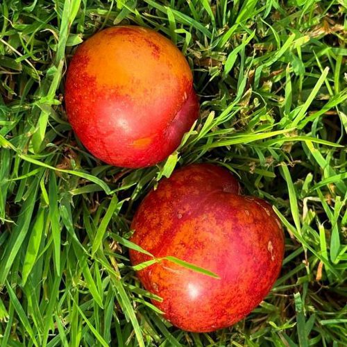Шарафуга НЕКТАРИННАЯ в Минске