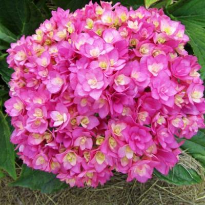 Ремонтантная в Минске