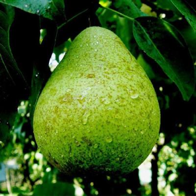 Зеленая в Минске