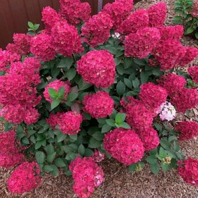 Красная в Минске