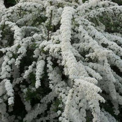 Серая в Минске