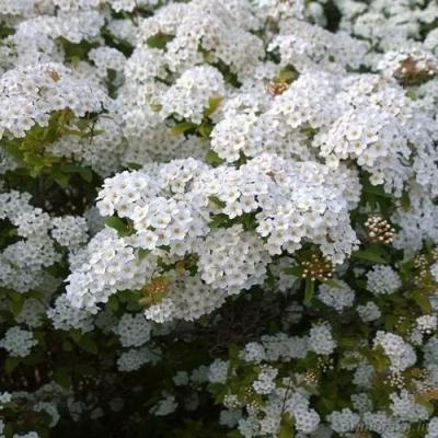 Белая в Минске