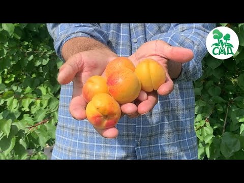 Превью видео
